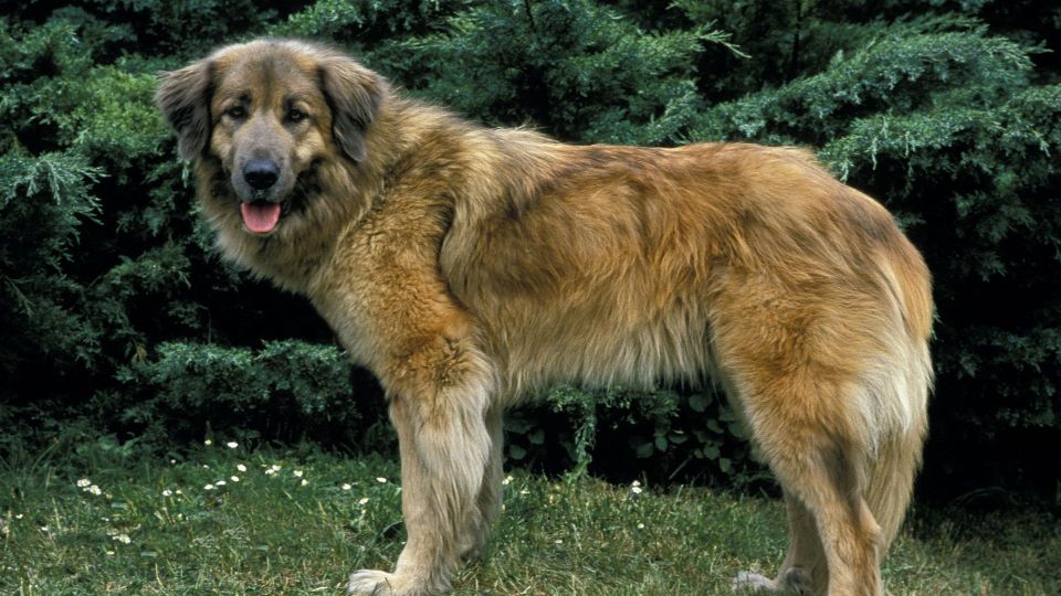 Estrela Mountain Dog